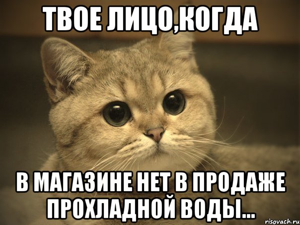 Твое лицо,когда в магазине нет в продаже прохладной воды..., Мем Пидрила ебаная котик