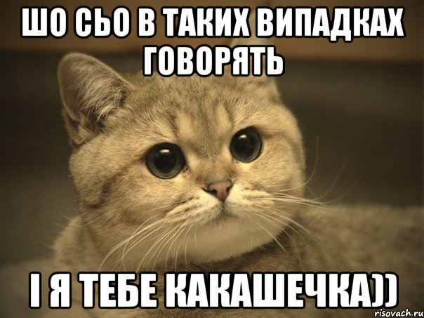 Шо сьо в таких випадках говорять І я тебе Какашечка)), Мем Пидрила ебаная котик