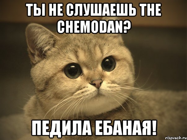 ТЫ не слушаешь the chemodan? педила ебаная!, Мем Пидрила ебаная котик