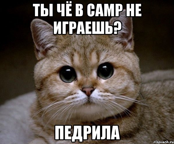 Ты чё в CAMP не играешь? Педрила, Мем Пидрила Ебаная