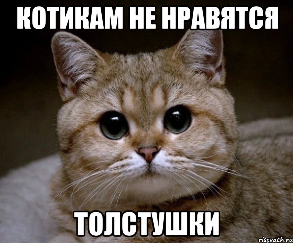 Котикам не нравятся Толстушки, Мем Пидрила Ебаная