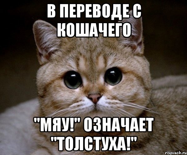 В переводе с кошачего "Мяу!" означает "Толстуха!", Мем Пидрила Ебаная