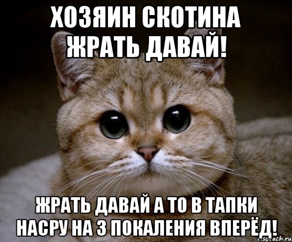 Хозяин скотина жрать давай! ЖРАТЬ ДАВАЙ А ТО В ТАПКИ НАСРУ НА 3 ПОКАЛЕНИЯ ВПЕРЁД!, Мем Пидрила Ебаная