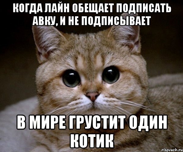 Когда лайн обещает подписать авку, и не подписывает в мире грустит один котик, Мем Пидрила Ебаная