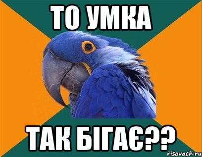 То Умка Так бігає??, Мем Попугай параноик