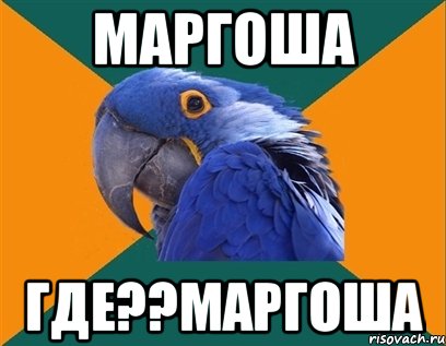 Маргоша Где??Маргоша, Мем Попугай параноик