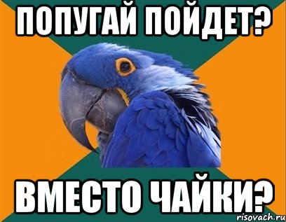 попугай пойдет? вместо чайки?, Мем Попугай параноик