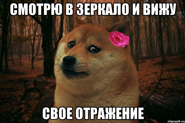 смотрю в зеркало и вижу свое отражение, Мем  SAD DOGE GIRL