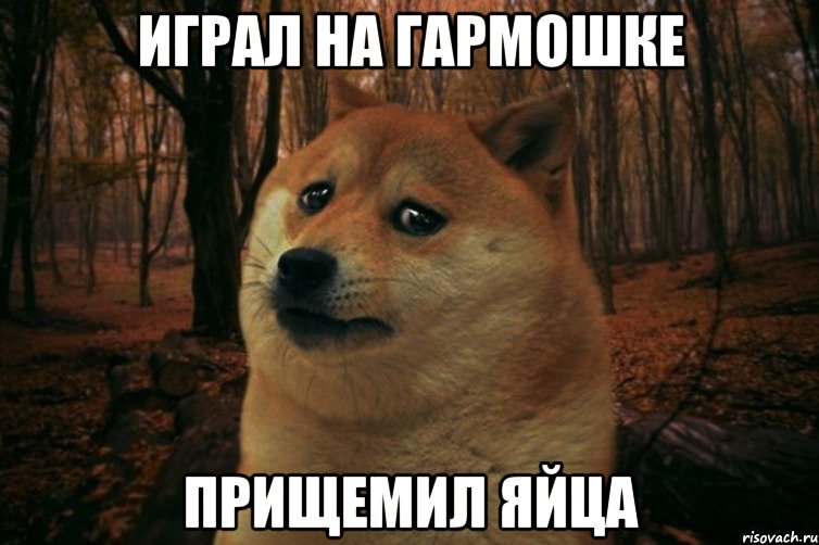 играл на гармошке прищемил яйца, Мем SAD DOGE