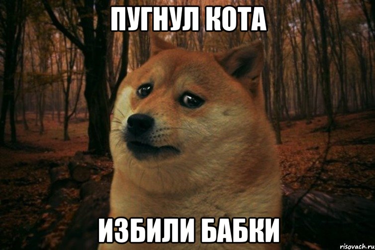 Пугнул кота Избили бабки, Мем SAD DOGE