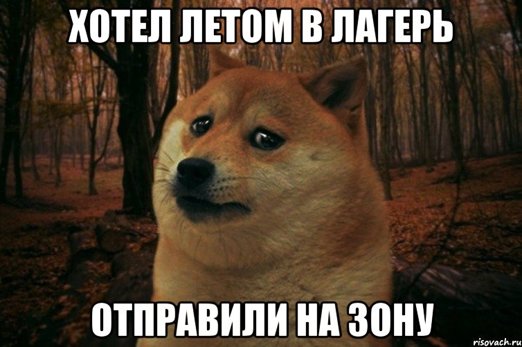 хотел летом в лагерь отправили на зону, Мем SAD DOGE