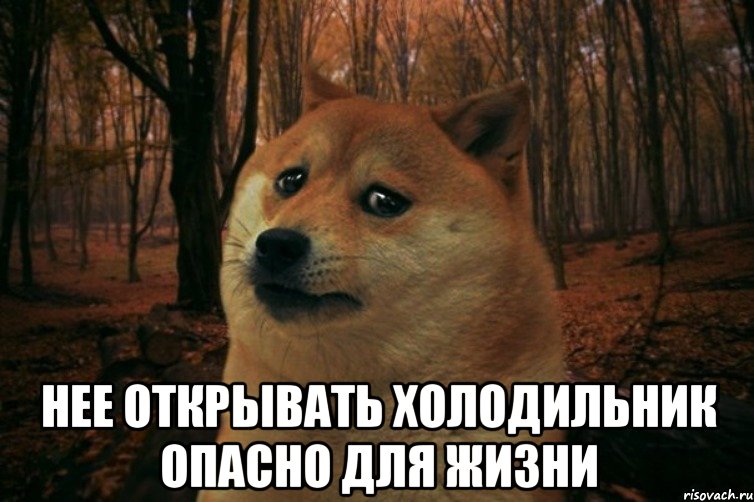  Нее открывать холодильник опасно для жизни, Мем SAD DOGE