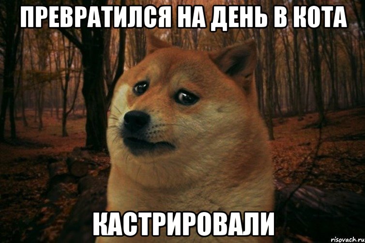 превратился на день в кота кастрировали, Мем SAD DOGE