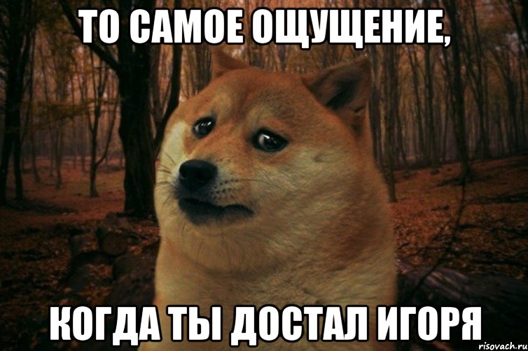 То самое ощущение, Когда ты достал игоря, Мем SAD DOGE