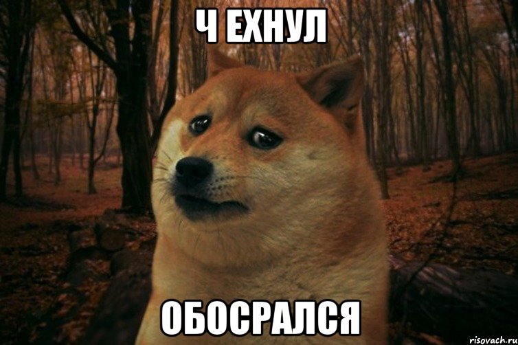 Ч ехнул обосрался, Мем SAD DOGE