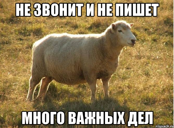 Не звонит и не пишет много важных дел, Мем Типичная овца