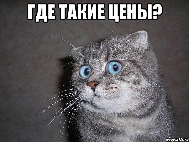 где такие цены? , Мем  удивлённый кот