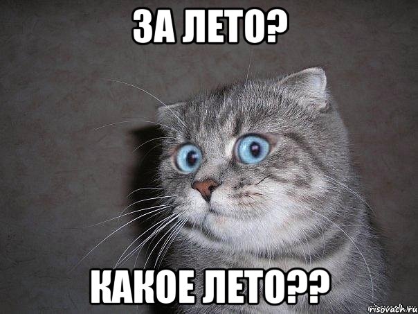 ЗА ЛЕТО? КАКОЕ ЛЕТО??, Мем  удивлённый кот