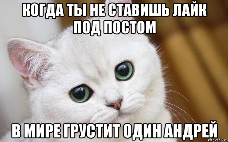 когда ты не ставишь лайк под постом в мире грустит один Андрей, Мем  В мире грустит один котик