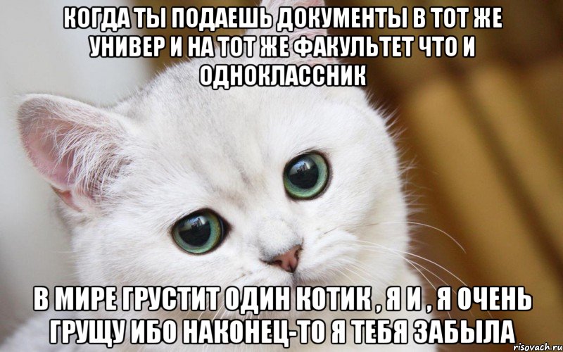 когда ты подаешь документы в тот же универ и на тот же факультет что и одноклассник в мире грустит один котик , я и , я очень грущу ибо наконец-то я тебя забыла, Мем  В мире грустит один котик