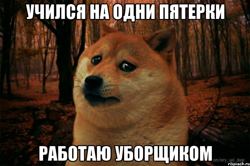 учился на одни пятерки работаю уборщиком, Мем SAD DOGE