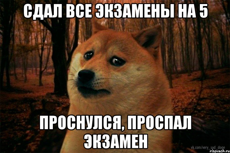 сдал все экзамены на 5 проснулся, проспал экзамен, Мем SAD DOGE