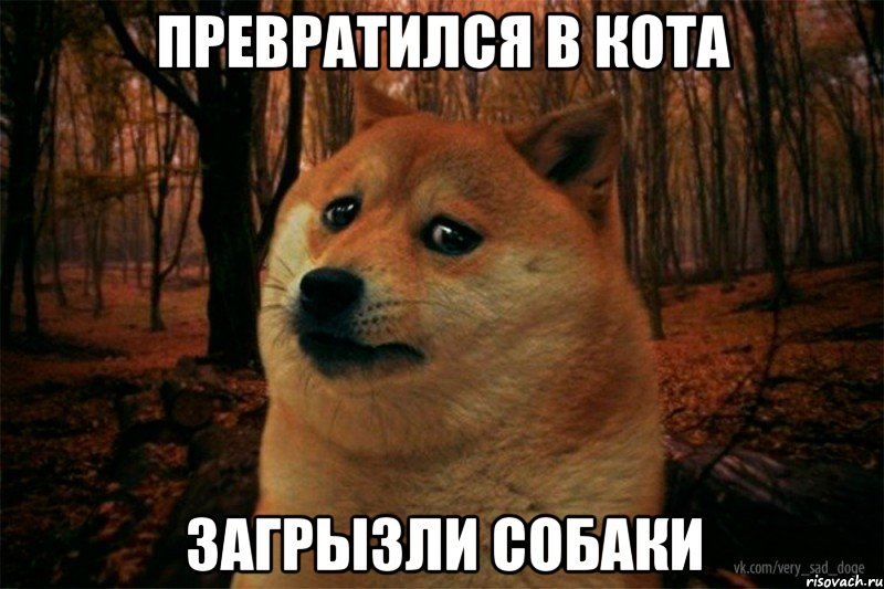 превратился в кота загрызли собаки, Мем SAD DOGE