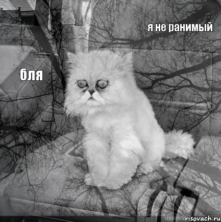 я не ранимый бля    , Комикс  кот безысходность