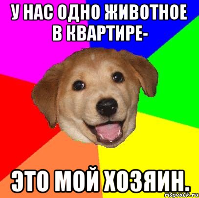 у нас одно животное в квартире- это мой хозяин., Мем Advice Dog