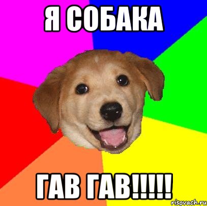 я собака гав гав!!!!!, Мем Advice Dog