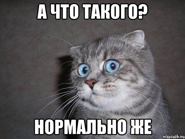 А что такого? Нормально же, Мем  удивлённый кот