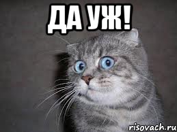 да уж! , Мем  удивлённый кот