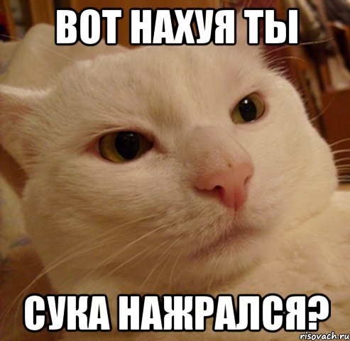 Вот нахуя ты Сука Нажрался?, Мем Дерзкий котэ