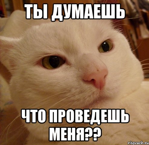 ты думаешь что проведешь меня??, Мем Дерзкий котэ