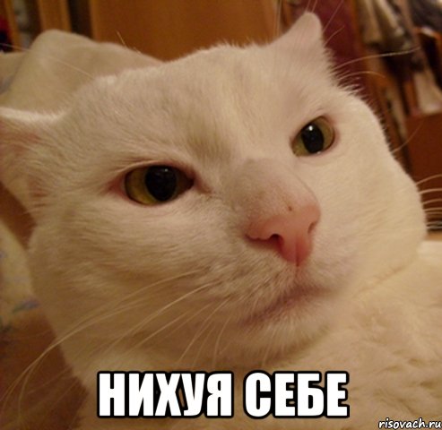  Нихуя себе, Мем Дерзкий котэ