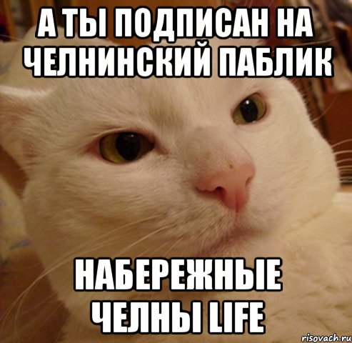 А ТЫ ПОДПИСАН НА ЧЕЛНИНСКИЙ ПАБЛИК Набережные Челны Life, Мем Дерзкий котэ