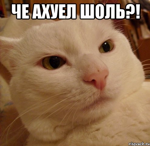 че ахуел шоль?! , Мем Дерзкий котэ