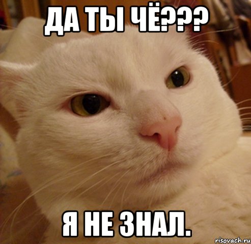 Да ты чё??? Я не знал., Мем Дерзкий котэ