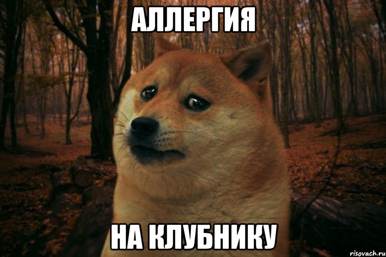 аллергия на клубнику, Мем SAD DOGE