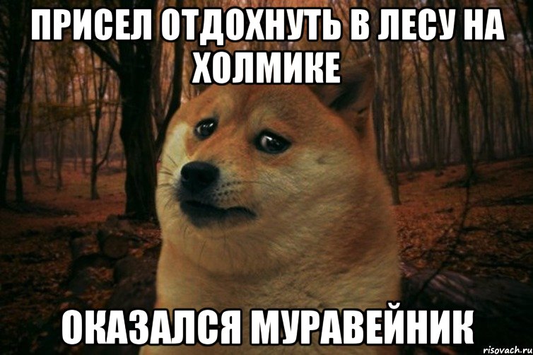 присел отдохнуть в лесу на холмике оказался муравейник, Мем SAD DOGE