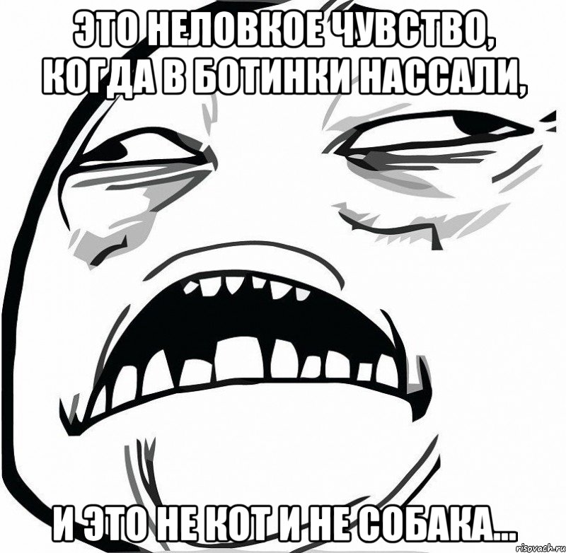 Это неловкое чувство, когда в ботинки нассали, и это не кот и не собака..., Мем  Это неловкое чувство