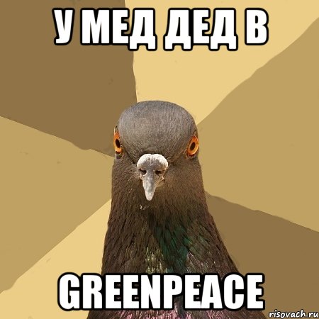 У мед дед в Greenpeace, Мем голубь