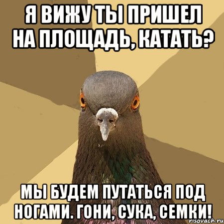 Я вижу ты пришел на площадь, катать? Мы будем путаться под ногами. Гони, сука, семки!, Мем голубь