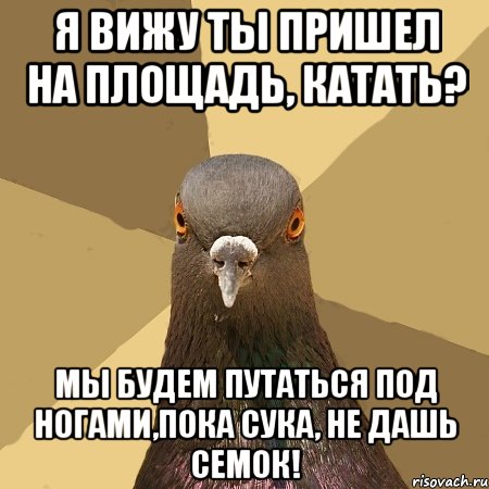 Я вижу ты пришел на площадь, катать? Мы будем путаться под ногами,пока сука, не дашь семок!, Мем голубь