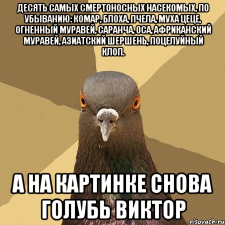 Десять самых смертоносных насекомых, по убыванию: комар, блоха, пчела, муха цеце, огненный муравей, саранча, оса, африканский муравей, азиатский шершень, поцелуйный клоп. А на картинке снова голубь Виктор, Мем голубь