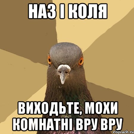 Наз і Коля виходьте, мохи комнатні ВРУ ВРУ, Мем голубь