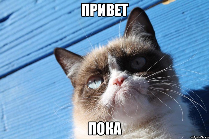 привет пока, Мем  grumpy cat