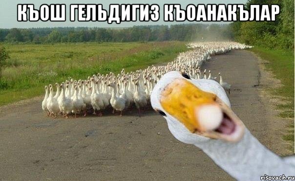 Къош гельдигиз къоанакълар , Мем гуси