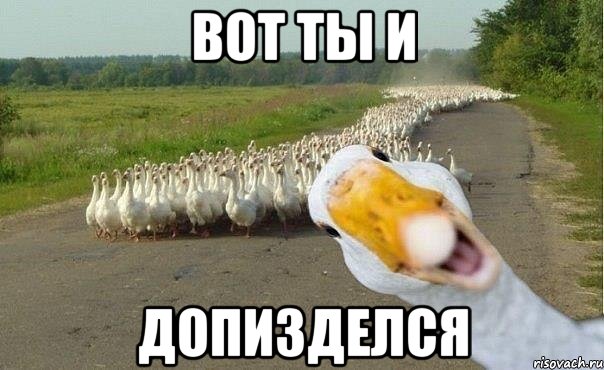 Вот ты и Допизделся, Мем гуси