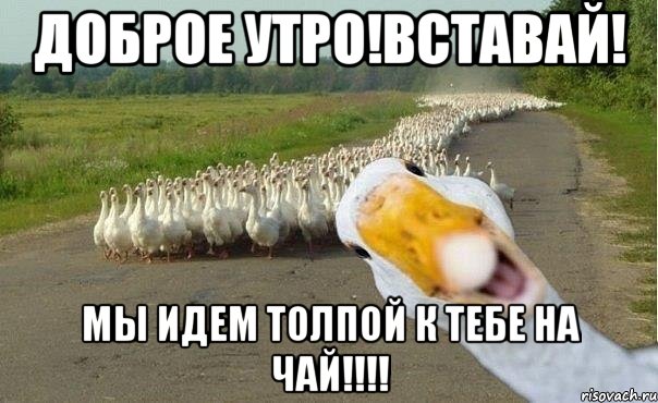 доброе утро!вставай! МЫ ИДЕМ ТОЛПОЙ К ТЕБЕ НА ЧАЙ!!!!, Мем гуси